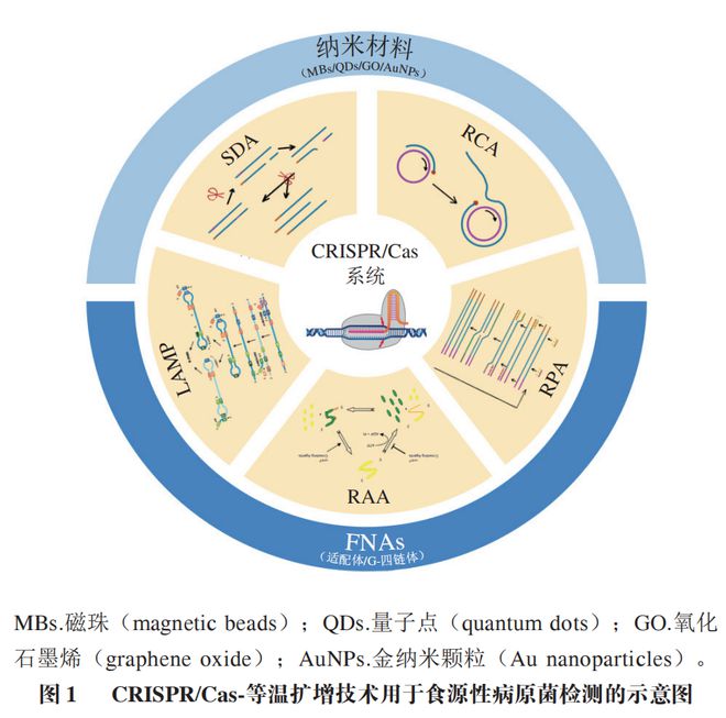 《食品科學》：東北農(nóng)業(yè)大學張微副研究員等：CRISPRCas-等溫擴增技術(shù)在食源性病原菌檢測中的研究進展(圖2)