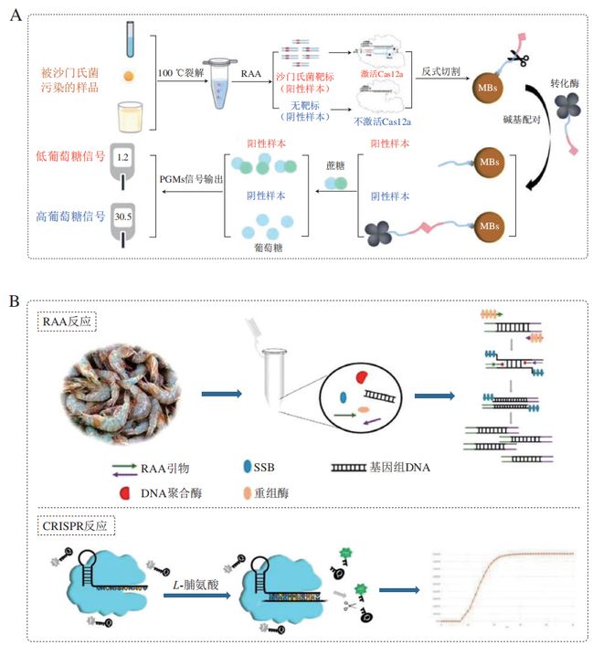 《食品科學》：東北農(nóng)業(yè)大學張微副研究員等：CRISPRCas-等溫擴增技術(shù)在食源性病原菌檢測中的研究進展(圖5)