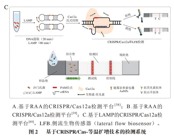《食品科學》：東北農(nóng)業(yè)大學張微副研究員等：CRISPRCas-等溫擴增技術(shù)在食源性病原菌檢測中的研究進展(圖6)
