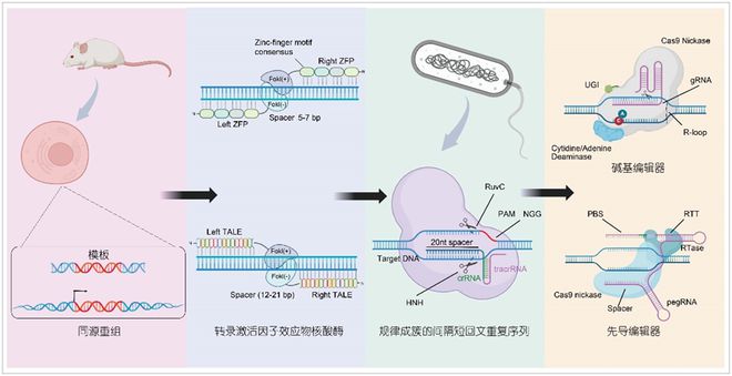 科學通報豬多能干細胞與基因編輯技術創(chuàng)新及應用(圖2)